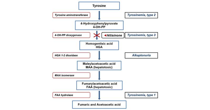 Tyrosinemia Type III and its effects