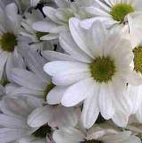 Dr. Priyanka Jobanputra