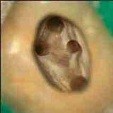Dr. Shameema Sap